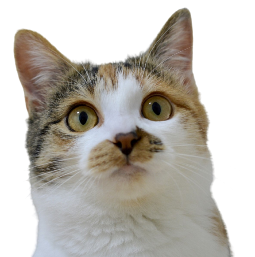 案内の猫-removebg-preview.png