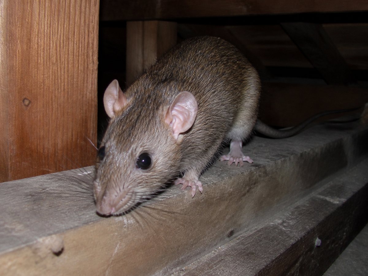 kumanezumi-flash.jpg